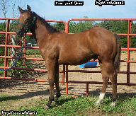 Born 2005 April 03