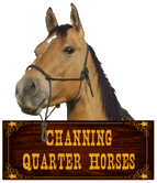 Channing Quater Horses
